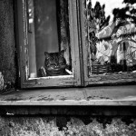 Moje Zerkacze - www.wallson.pl